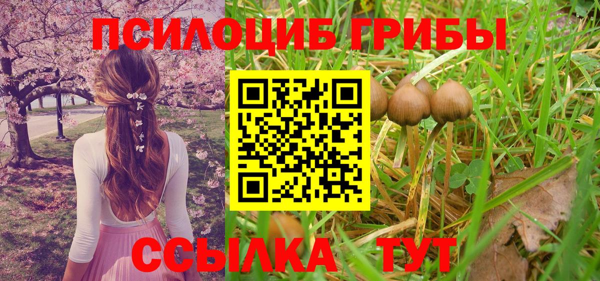 Псилоцибиновые грибы Psilocybe  Галлюциногенные грибы мицелий  Горно-Алтайск  Вход с VPN 
